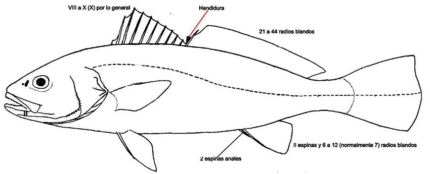 Familia Sciaenidae_claves.jpg